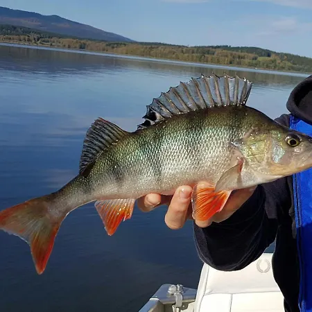 Holiday Frymburk/lipno-stausee 1831 בית נופש Lojzova Paseka
